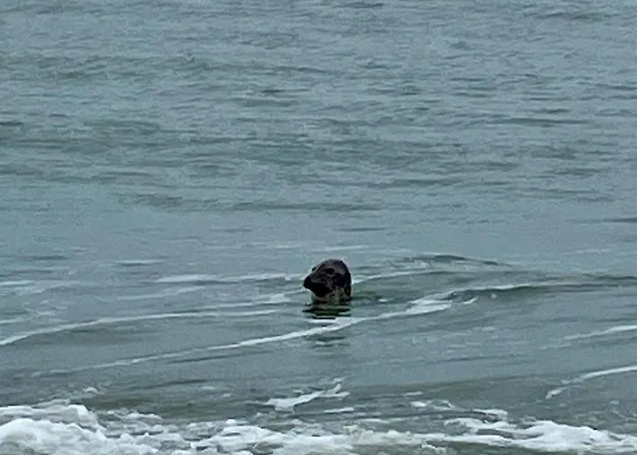 Amaranta By Bloss * 奥斯滕德